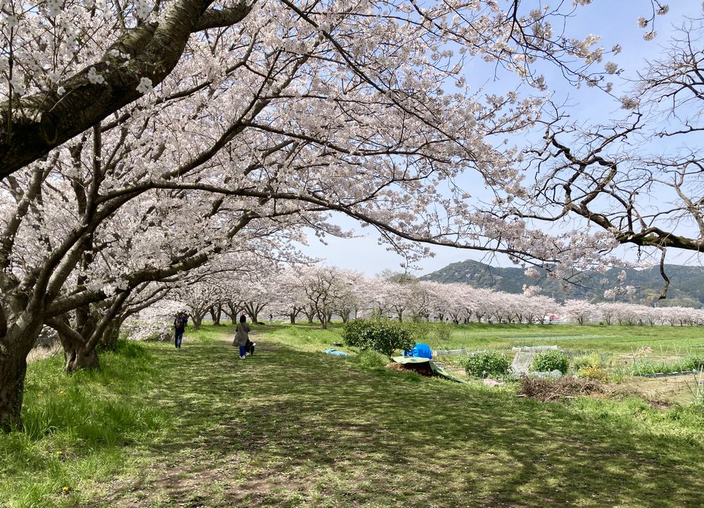 2026年春、桜満開